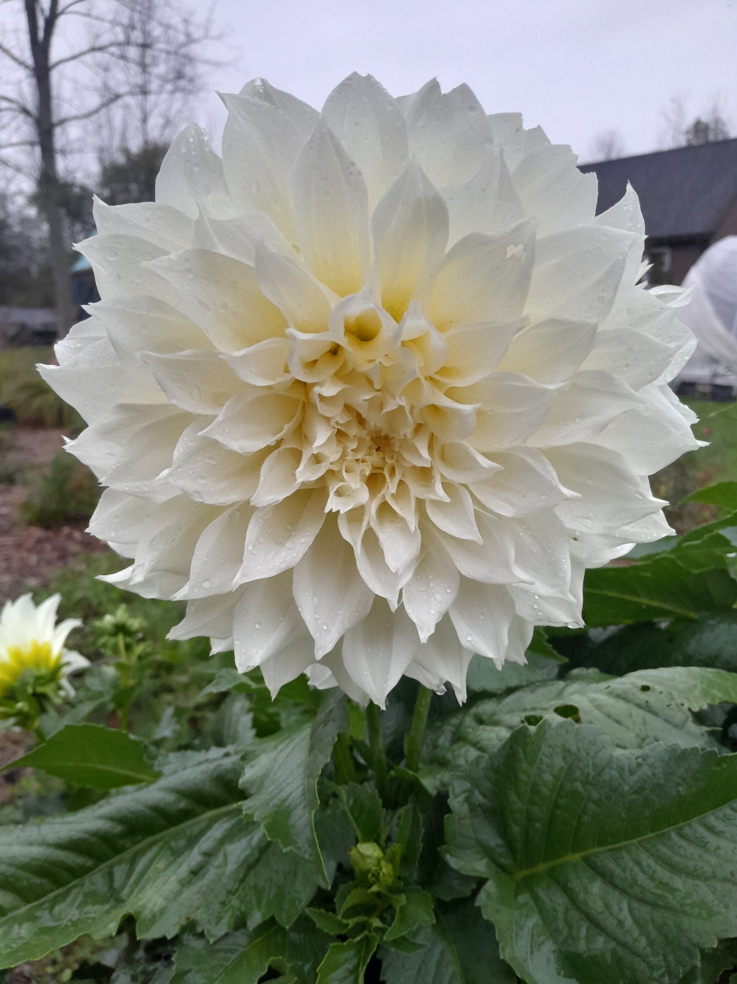Fleurel Dinnerplate Dahlia