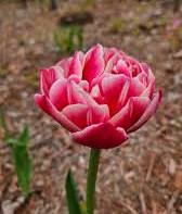 Columbus Double Early Tulip