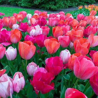Vaneijk Mix darwin tulip