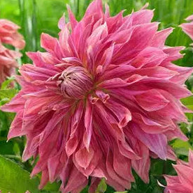 Penhill Dark Monarch