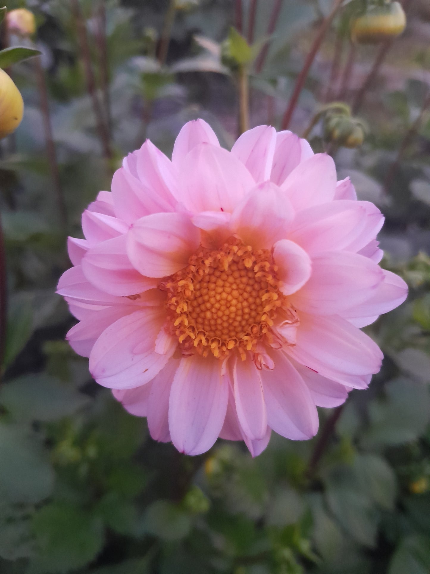 Figaro Border Dahlia, mixed colors