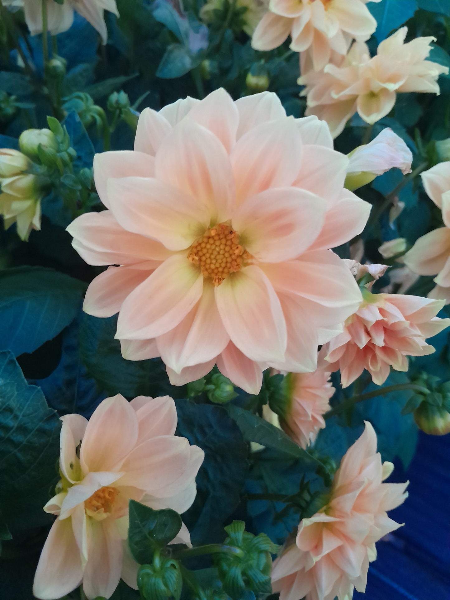 Figaro Border Dahlia, mixed colors