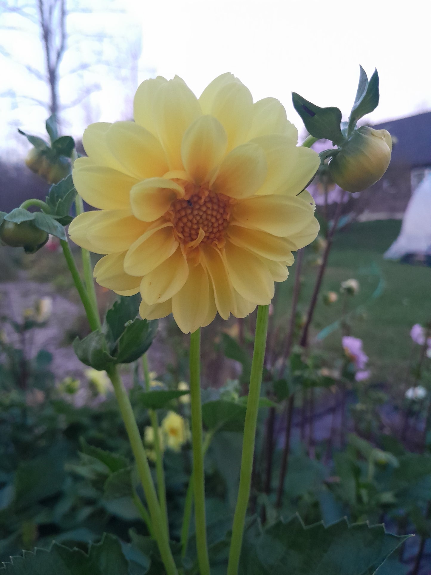 Figaro Border Dahlia, mixed colors