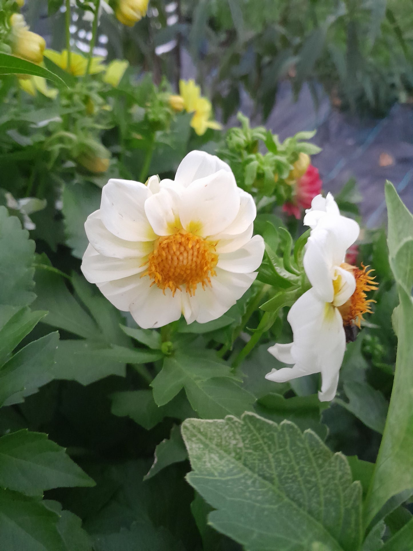 Figaro Border Dahlia, mixed colors