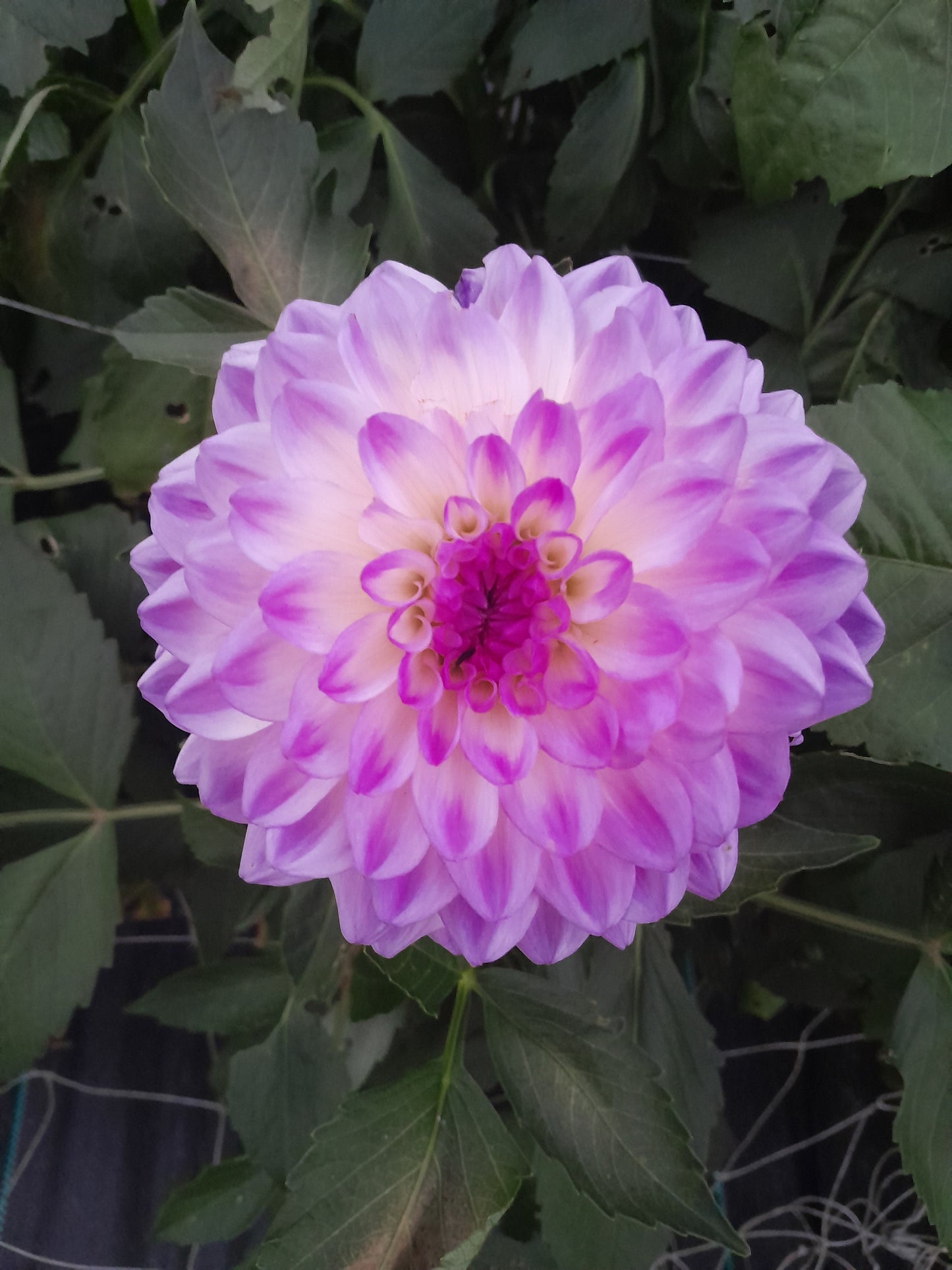 Mediterranean Dinnerplate Dahlia