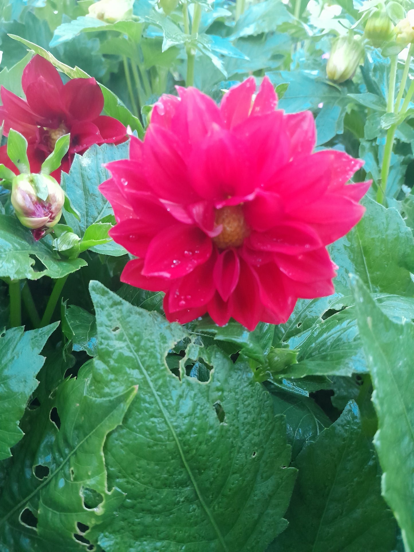 Figaro Border Dahlia, mixed colors