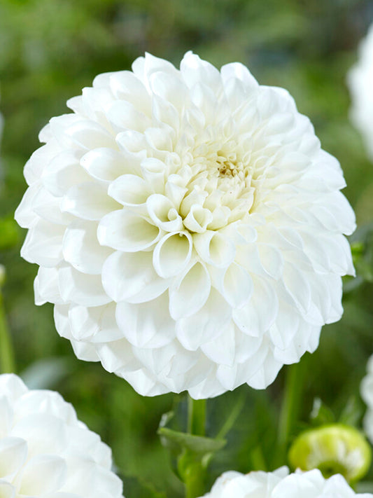 Boom Boom White
