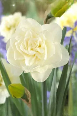 Obdam Double daffodil