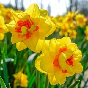Tahiti Double Daffodil