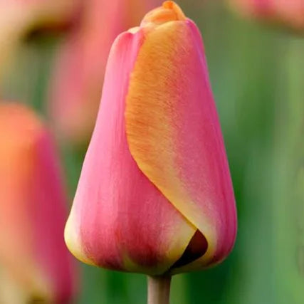 Apeldoorn's Elite Darwin Tulip