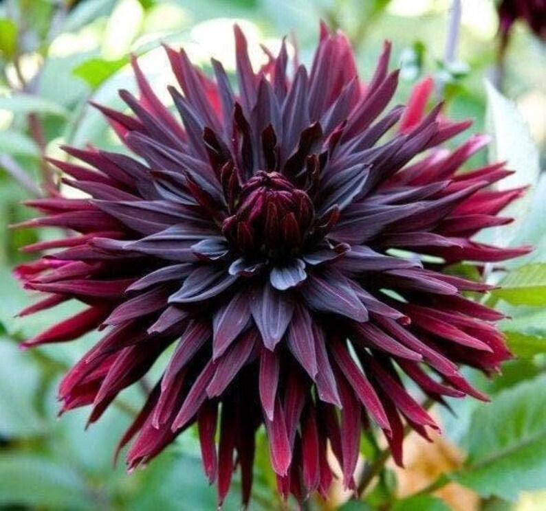 Black Jack