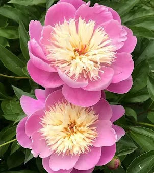 Bowl of Beauty,  Bare root Peony