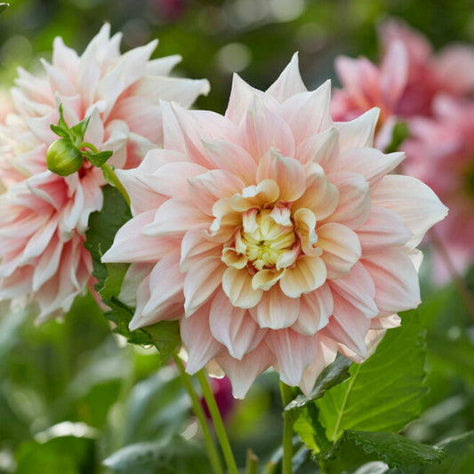 Break Out Dahlia
