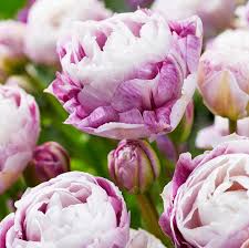 Double Surprise Double Late Tulip