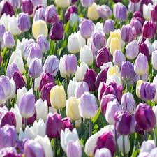 Flag Mix Triumph Tulip