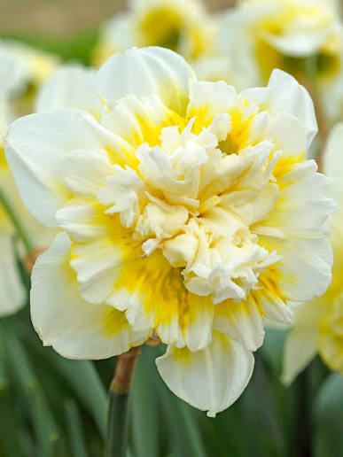 Ice king double daffodil