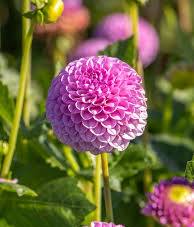 Lipoma Dahlia