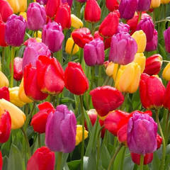 Mondriaan Mix long-lasting tulip
