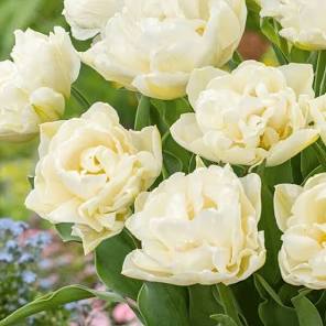 Northcap Double Early Tulip