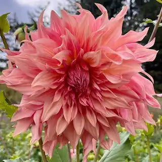 Penhill Watermelon