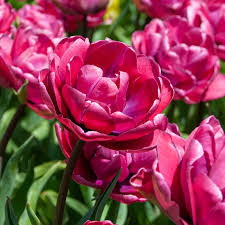 Rosy Diamond Double Late Tulip